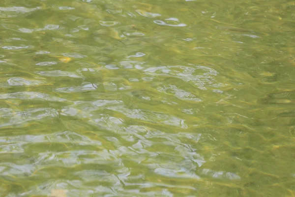 Gelbes Wasser im Teich. — Stockfoto