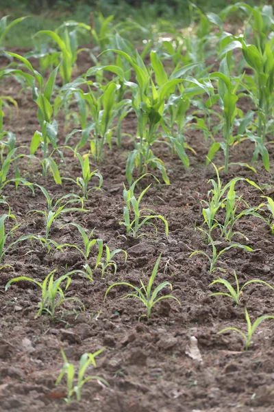 Seedlings of corn in farming area. — Stock Photo, Image