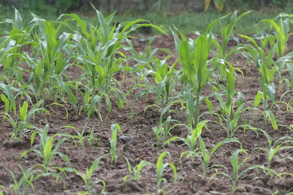 Mudas de milho na área agrícola . — Fotografia de Stock