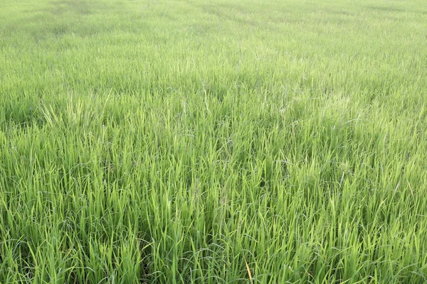 Alan tarım içinde parlak yeşil pirinç bitki. — Stok fotoğraf