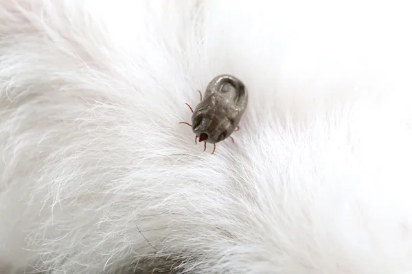 Big Ticks on a dog. — Stock Photo, Image