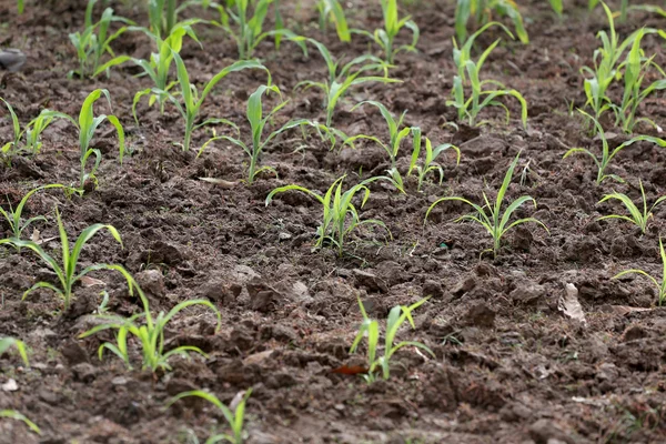 Plantor av majs i område. — Stockfoto