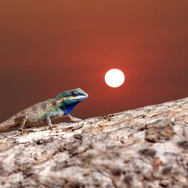 Camaleón sobre el tronco madera y puesta de sol fondo . — Foto de Stock