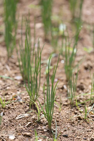 Plantor av lök i grönsakslandet. — Stockfoto