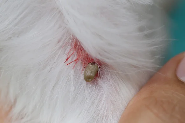 Große Zecken auf einem Hund. — Stockfoto