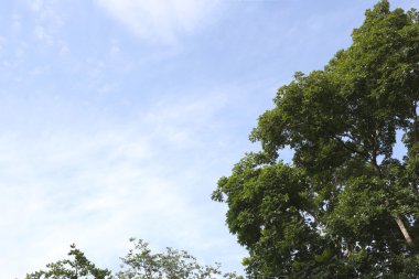 Mavi gökyüzü arka plan üzerinde genel parkta tropikal ağaçlar.