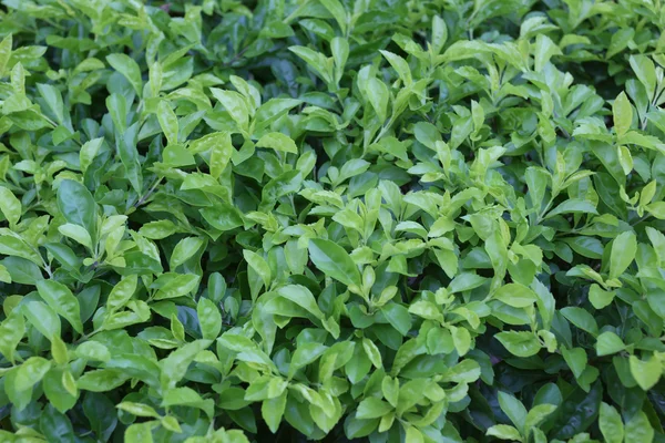 Folhas verdes brilhantes de plantas tropicais no parque público . — Fotografia de Stock