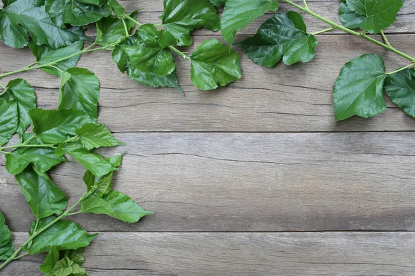 Folha verde de amoreira colocada sobre o fundo de madeira . — Fotografia de Stock