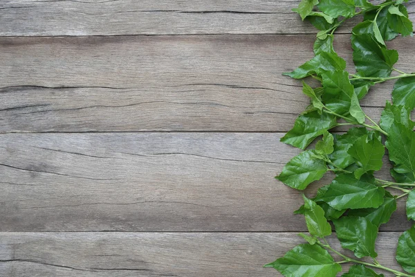 Зеленый лист Малберри помещен на деревянном фоне . — стоковое фото