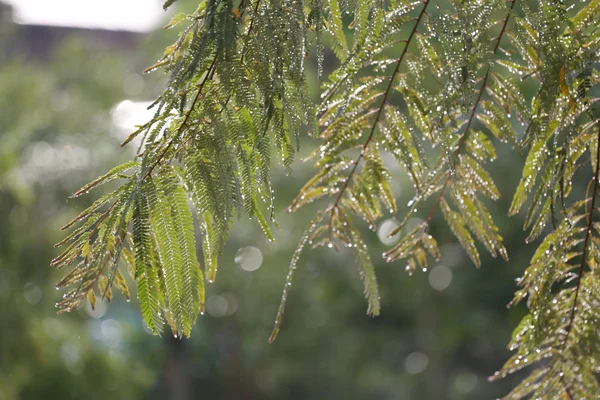 绿叶, 雨后积水. — 图库照片