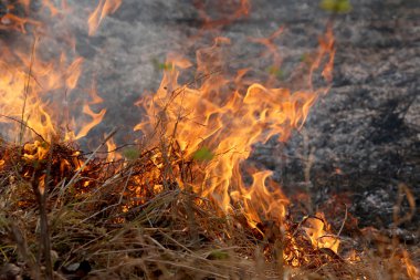 Khon Kae kırsal alanda ormandaki yakıcı yaz wildfires