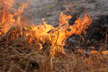 Khon Kae kırsal alanda ormandaki yakıcı yaz wildfires