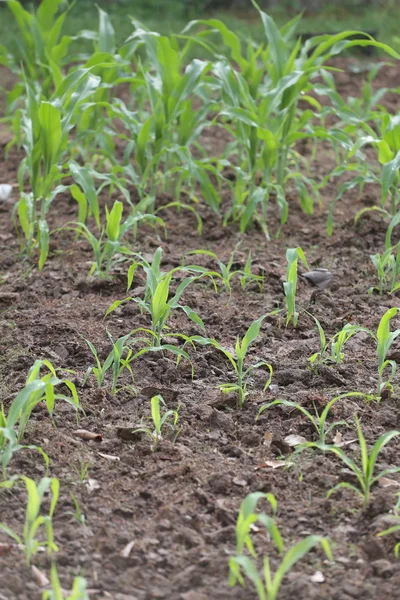 Seedlings of corn in farming area. — Stock Photo, Image