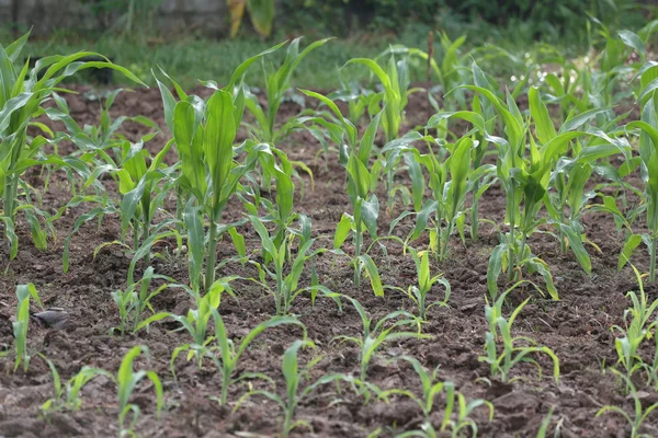 Plántulas de maíz en la zona de cultivo . — Foto de Stock