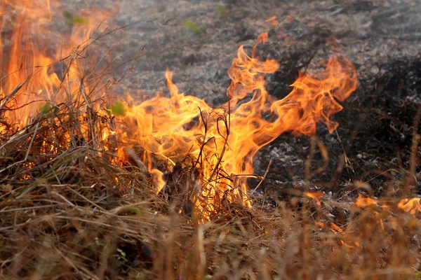 Sommaren skogsbränder bränna i skogen på landsbygden i Khon Kae — Stockfoto