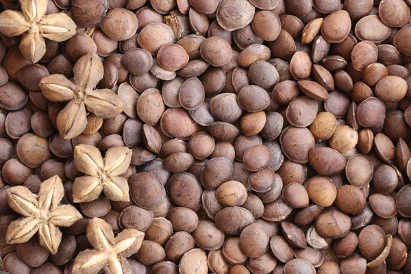 Legumes of Sacha inchi or Inca peanut. — Stock Photo, Image