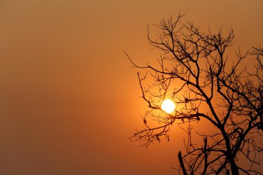 Akşam günbatımında ağacında silüeti.
