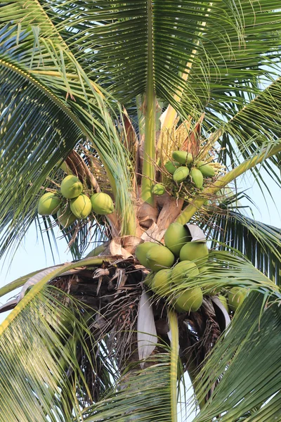 Fruta de coco no coqueiro no jardim Tailândia . — Fotografia de Stock