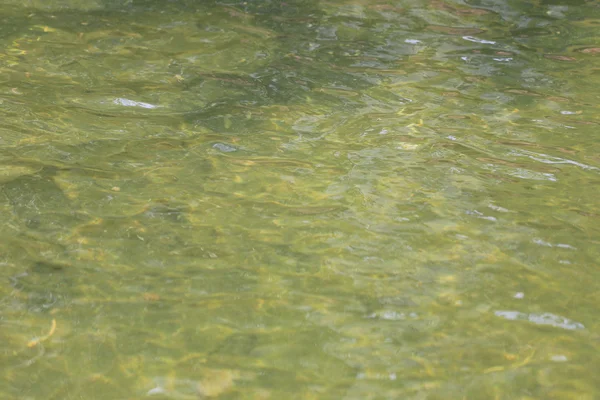 Gelbes Wasser im Teich. — Stockfoto