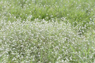 Yabani otlar çimen çiçek çiçeklenme.