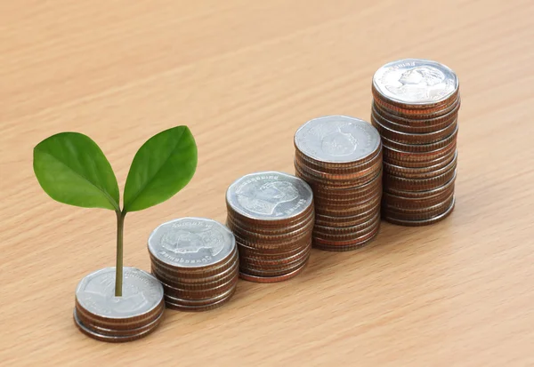 Молодое растение, выращенное для укладки серебряных монет в концепцию роста бизнеса — стоковое фото