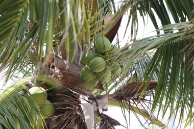 Hindistan cevizi ağacı Bahçe Tayland Hindistan cevizi meyve.