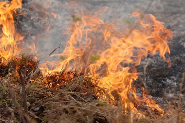 Khon Kae kırsal alanda ormandaki yakıcı yaz wildfires