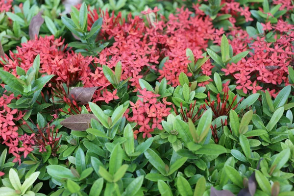 穗花或红色仙丹花开在公共遗传算法中的树 — 图库照片