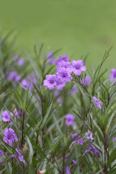 Linda de flor púrpura Ruellia tuberosa ou popping pod bloom — Fotografia de Stock