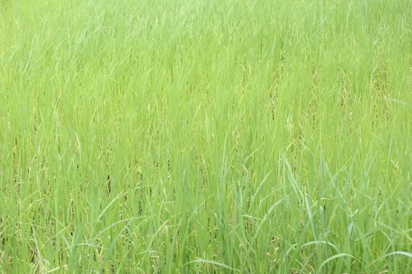 Planta de arroz verde em terras agrícolas na zona rural . — Fotografia de Stock