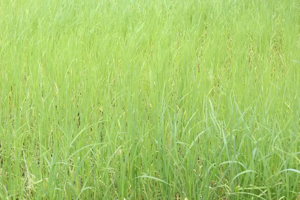 Planta de arroz verde en tierras de cultivo en zonas rurales . — Foto de Stock