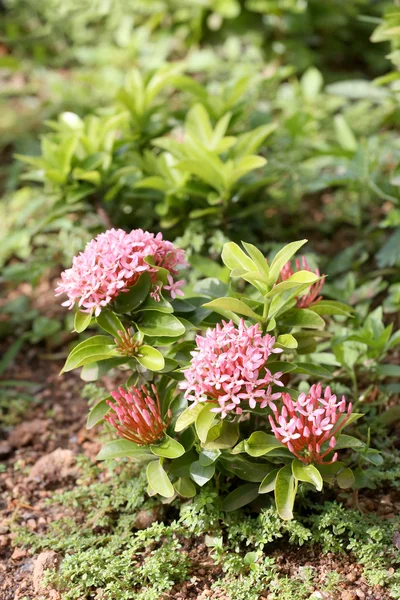 尖峰花或粉红色的 ixora 花绽放在树上在公众 g — 图库照片