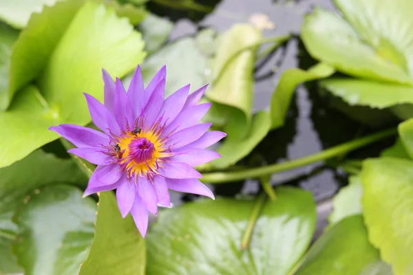 Fiore di loto viola fioritura in stagno, giglio d'acqua viola nel publi — Foto Stock