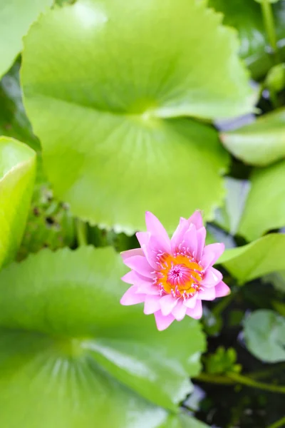 Fioritura di fiori di loto rosa nello stagno, ninfee nel parco pubblico . — Foto Stock
