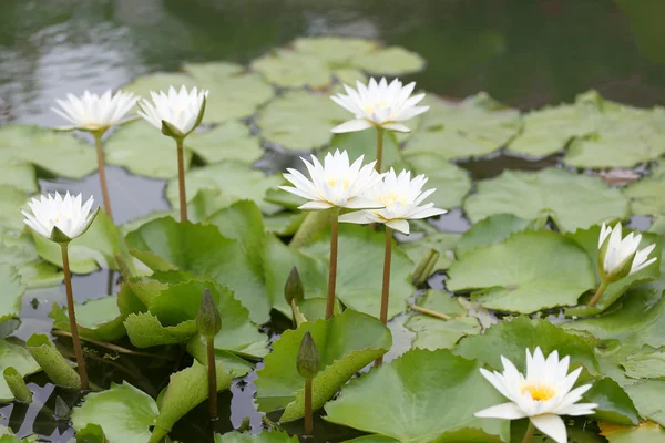 White Lotus flower bloom in pond,water lily in the public park. — Stock Photo, Image