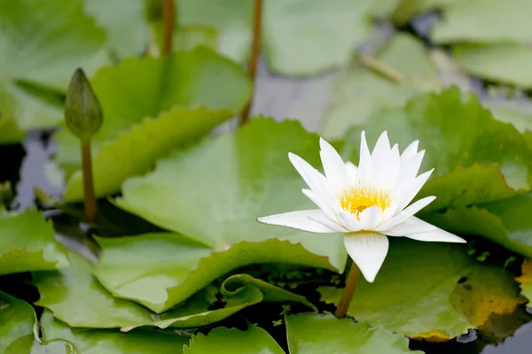 Fioritura di fiori di loto bianco nello stagno, ninfee nel parco pubblico . — Foto Stock