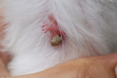 bir köpek büyük kene.