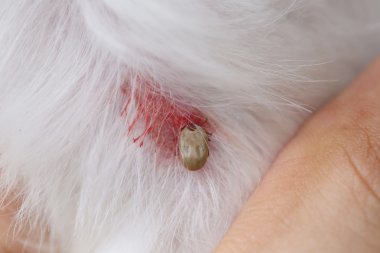 bir köpek büyük kene.