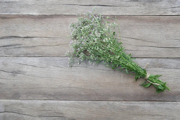 Ramo flor hierba . — Foto de Stock