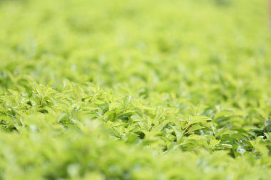 Yeşil yaprak kamu bahçe içinde.