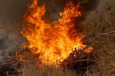 Khon Kae kırsal alanda ormandaki yakıcı yaz wildfires