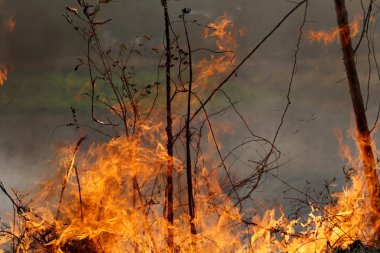 Khon Kae kırsal alanda ormandaki yakıcı yaz wildfires