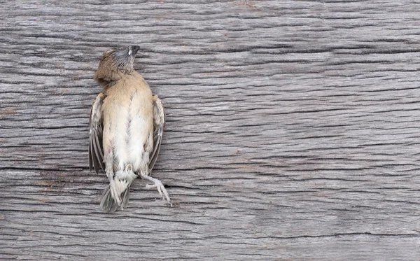 Pássaro morto no chão de madeira . — Fotografia de Stock