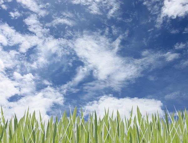 Folhas verdes de grama e tem céu . — Fotografia de Stock