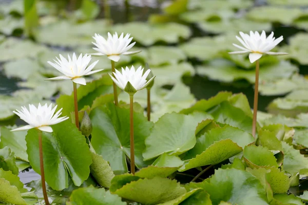 White Lotus flower bloom in pond,water lily in the public park. — Stock Photo, Image