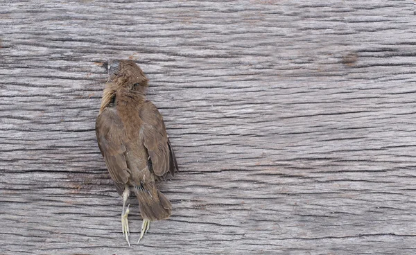 Uccello morto sul pavimento di legno . — Foto Stock