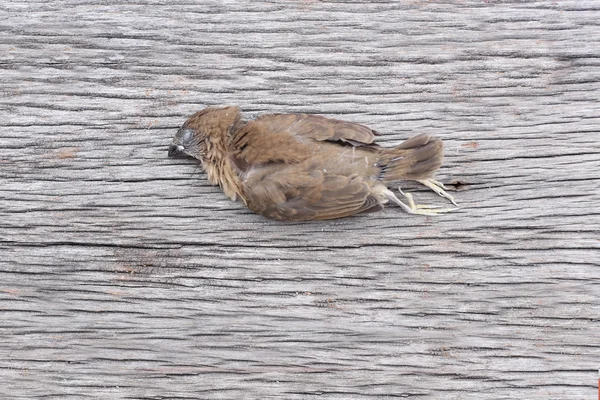 Dode vogel op de houten vloer. — Stockfoto