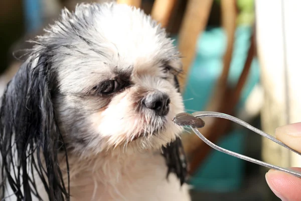 Grandes garrapatas de un perro . — Foto de Stock