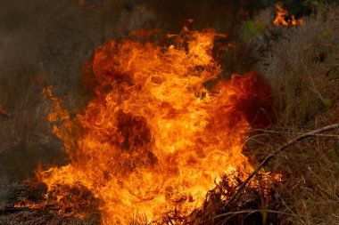 Khon Kae kırsal alanda ormandaki yakıcı yaz wildfires