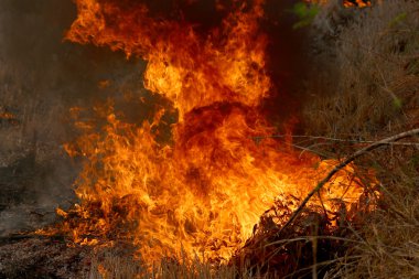 Khon Kae kırsal alanda ormandaki yakıcı yaz wildfires
